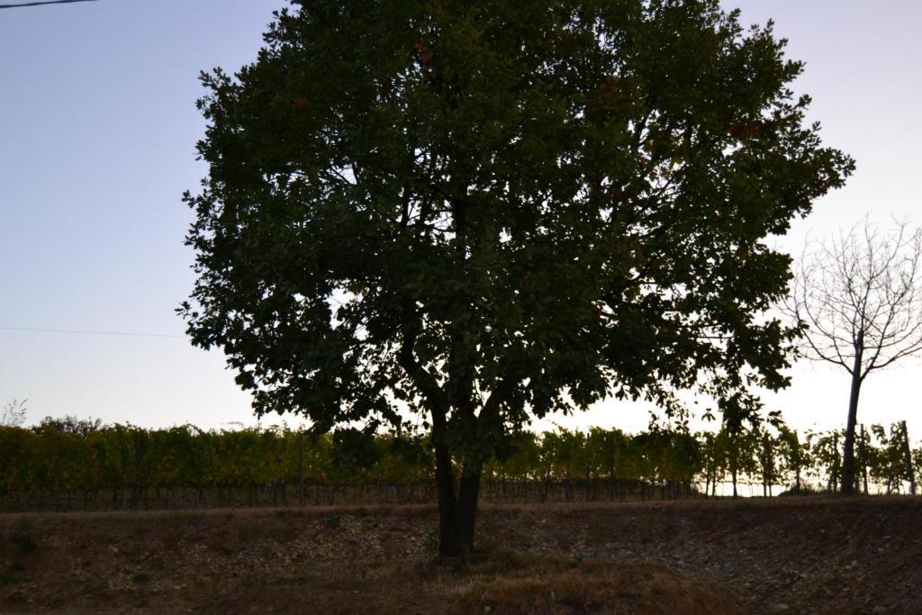 Agriturismo Costa Dei Platani Акуи Терме Екстериор снимка